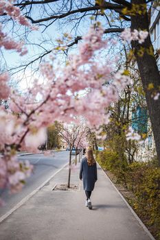 Sakura branches with flowers on a tree on the city streets. Happy woman girl in a gray palette walks along an alley with blooming sakura. Gorgeous fancy girl outdoors. Sakura tree blooming.