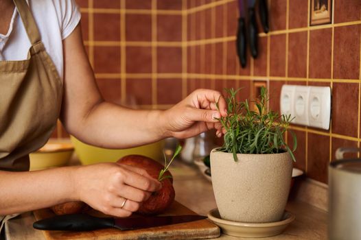 Selective focus on a beige ceramic pot of growing rosemary and housewife cutting leaves for sweet potato seasoning while preparing delicious healthy vegan lunch. Mediterranean cuisine. Italian cookery