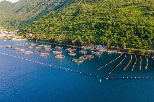 Oyster farm in the Mediterranean. Montenegro, Kotor.