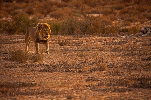 Male Lion (Panthera leo) patroling his territory in Kgalagadi Trans Frontier National Park, Southern Africa