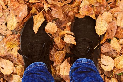 Women's legs in blue jeans and black sneakers against the background of autumn yellow-orange leaves. View from above.