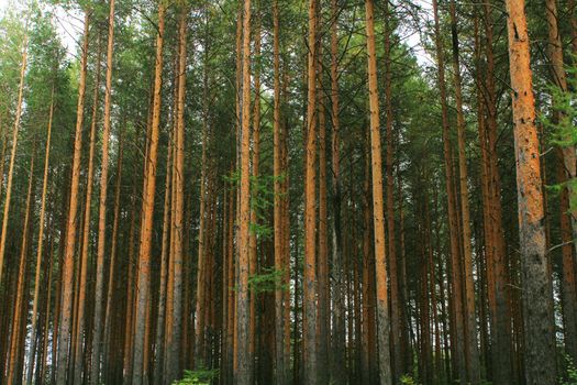 Large coniferous trees in the forest. Beauty of nature. Forest background.