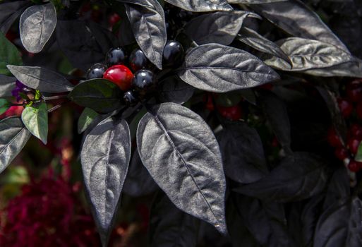 Black Pearl ornamental pepper with purple flowers. High quality background photo