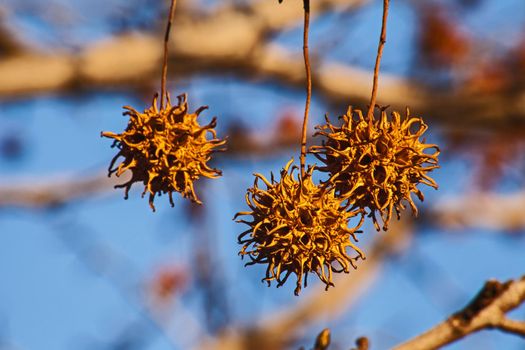 Three seedpods of the plane tree against the blue sky