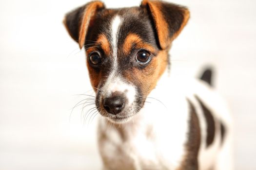 Two months old Jack Russell terrier puppy, studio shot with white background, detail on her head.