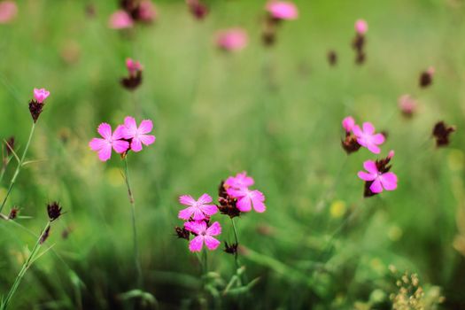 Shallow depth of field, only few blossoms in focus. Carthusian Pink wild carnation (Dianthus carthusianorum) flowers on green meadow. Abstract spring background.