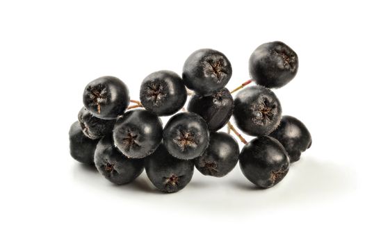 Detail on aronia (Chokeberry) fruits with stem, isolated on white background