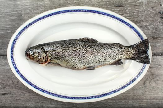 Tabletop view - raw trout fish on vintage oval  plate with blue rim.
