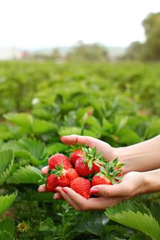 Woman hands holding hands full of freshly picked strawberries, blurred self pick strawberry farm in background. Space for text in upper part.