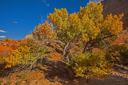 Fremont cottonwood (Populis fremontii) on Zion Park Blvd, Zion National Park. Utah.