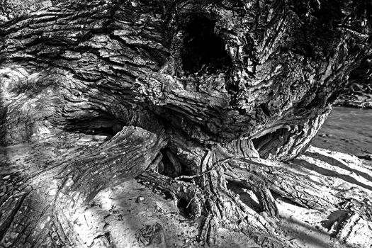 Abstract monochrome image of an old Cottonwood tree desroyed by a recent flood, on the bank of the Virgin River. Pa;rus Trail, Zion National Park. Utah