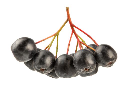 Aronia (Chokeberry) fruits with stems, isolated on white background.