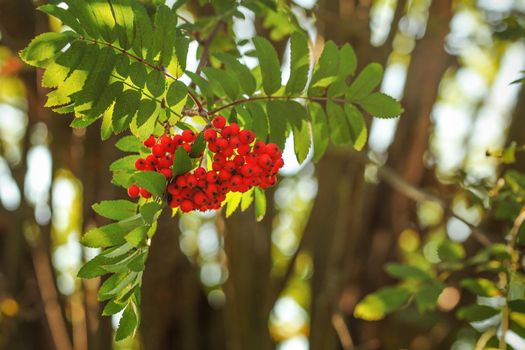 Rowan / mountain-ash berry (Sorbus aucuparia) bunch growing on tree branch, leaves lit by back light sun