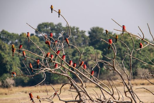 A close-up of a carmine bee-eater flock resting on a tree