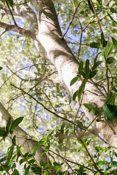 Sunny day in the grove.