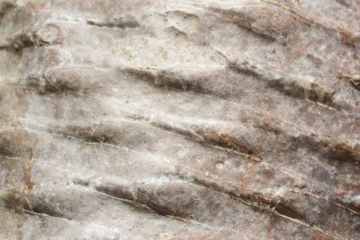 Smooth trunk of a palm tree close up background
