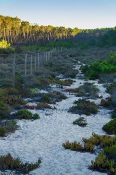 Fence at the edge of a coniferous reserve. Landscape