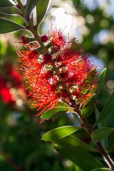 Unusual red callistemon comboynensis flower in sunlight close up