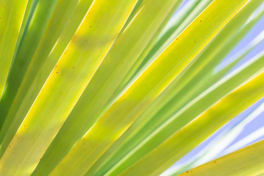 Pattern of palm leaves against the sky background