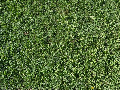 green meadow grass useful as a background