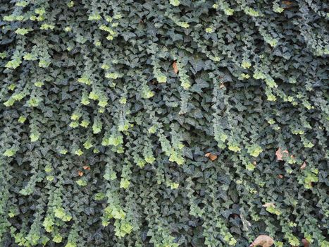 ivy scientific name Hedera plant useful as a background