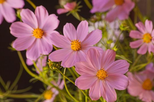 Garden Cosmos (Cosmos bipinnatus) is native to the central parts of the Americas but has spread to many countries where it escaped gardens.