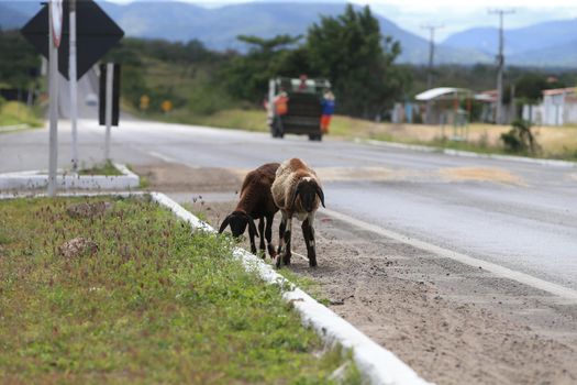 serra preta, bahia, brazil - september 13, 2022: sheep on the side of the BA 052 highway in the city of Serra Preta.