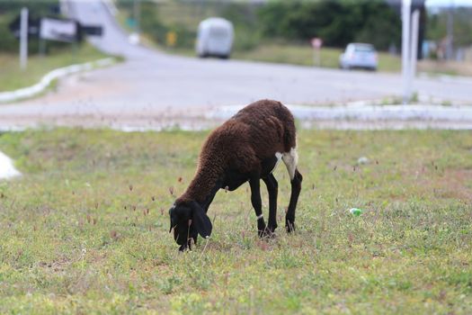 serra preta, bahia, brazil - september 13, 2022: sheep on the side of the BA 052 highway in the city of Serra Preta.
