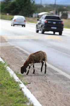 serra preta, bahia, brazil - september 13, 2022: sheep on the side of the BA 052 highway in the city of Serra Preta.