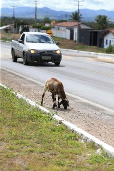 serra preta, bahia, brazil - september 13, 2022: sheep on the side of the BA 052 highway in the city of Serra Preta.