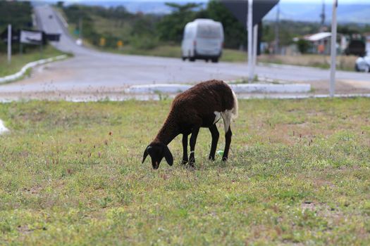 serra preta, bahia, brazil - september 13, 2022: sheep on the side of the BA 052 highway in the city of Serra Preta.