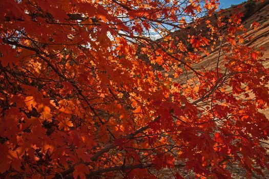 Brightly coloured leaves in Zion National Park. Utah