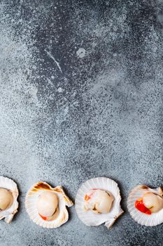 Raw fresh uncooked scallops in shells on grey rustic concrete background, top view, close-up. Seafood concept pattern, space for text