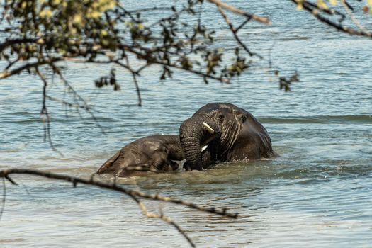 An amazing close up of two huge elephants fighting in the waters of an African river