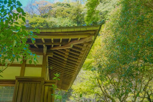 New green of Kamakura and Aidsuji. Shooting Location: Kamakura City, Kanagawa Prefecture