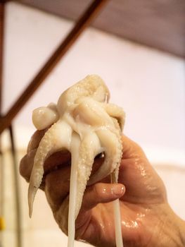 cleaning a raw adriatic cuttlefish at home in Numana, Marche, Italy