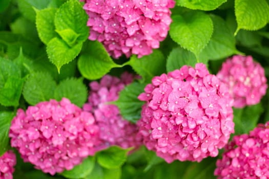 Close up light pink hortensia fresh flowers on green leaves background