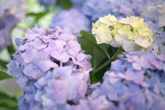Fresh hortensia light white and blue flowers on blur background