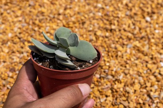 Crassula morgan’s Beauty compact succulent in a pot