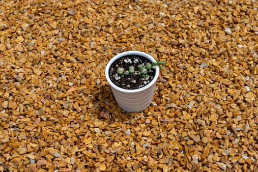 string of pearls variegated succulents plant in an cute miniature pot high angle view