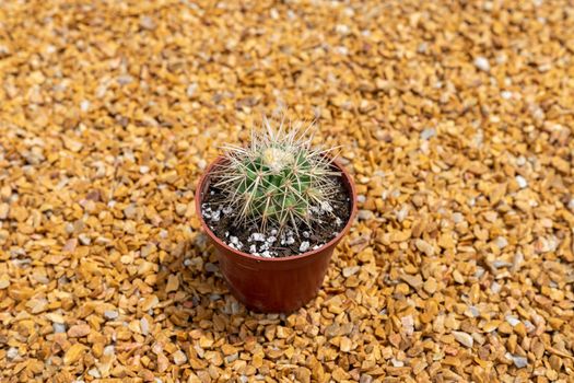 White spined barrel cactus. It looks just like a regular "Golden Barrel" but the spines are glassy-white instead of yellow.