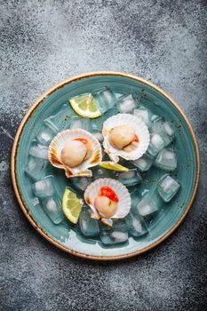 Raw fresh uncooked scallops in shells on ice, on plate on grey rustic concrete background, top view, close-up. Seafood concept pattern