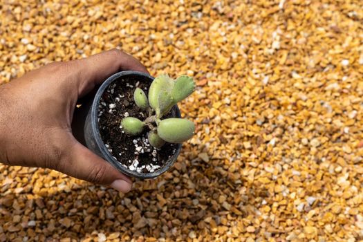 Cotyledon tomentosa bear's paw succulent in a pot holding in hand