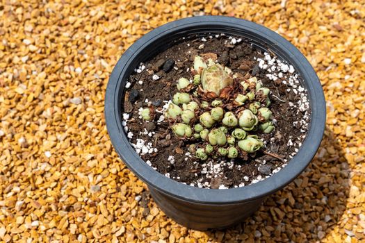 The mountain rose plant in a pot