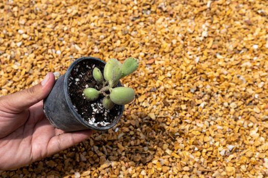 Kalanchoe bear paw beautiful succulent in a pot