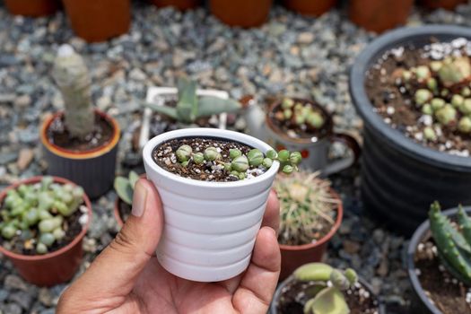 Senecio rowleyanus variegated string of pearl in a white tiny pot