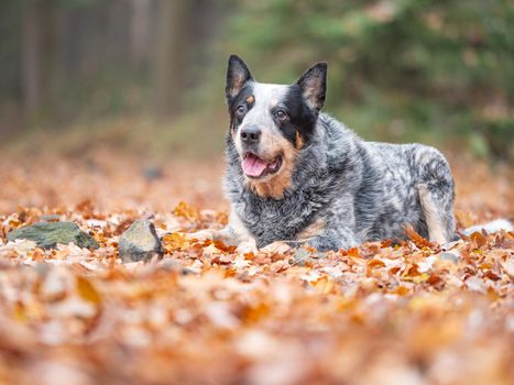 Young blue heeler dog playing with leaves in autumn. Happy healthy dog.