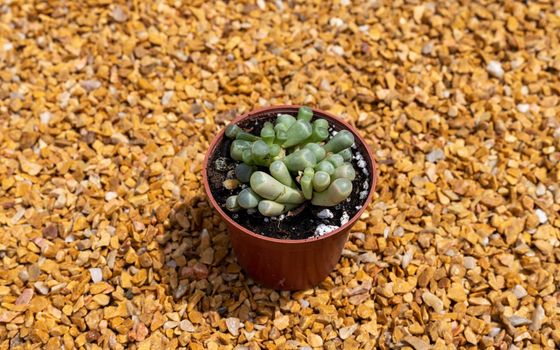 Fenestraria Rhopalophylla baby toes succulent closeup view