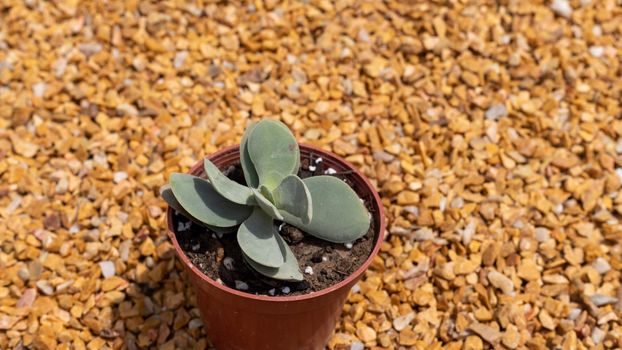 Crassula ‘Morgan’s Beauty’ stunning succulent in plastic pot