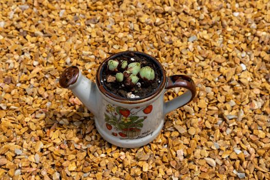 Rose succulents in adorable ceramic can pot